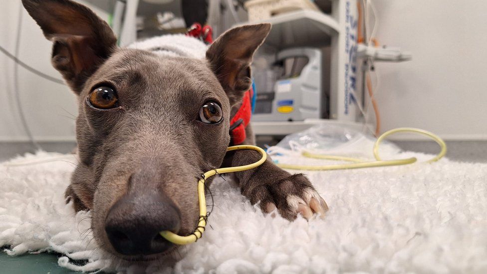 Willow lying on the floor on a rug with a tube up her nose