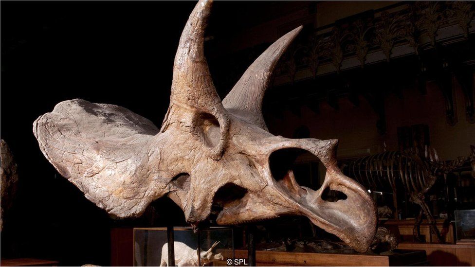 Uzun boyunlu dinozorlar: çeşitleri, açıklaması, yaşam alanı Uzun boyunlu dinozorlar: çeşitleri, açıklaması, yaşam alanı