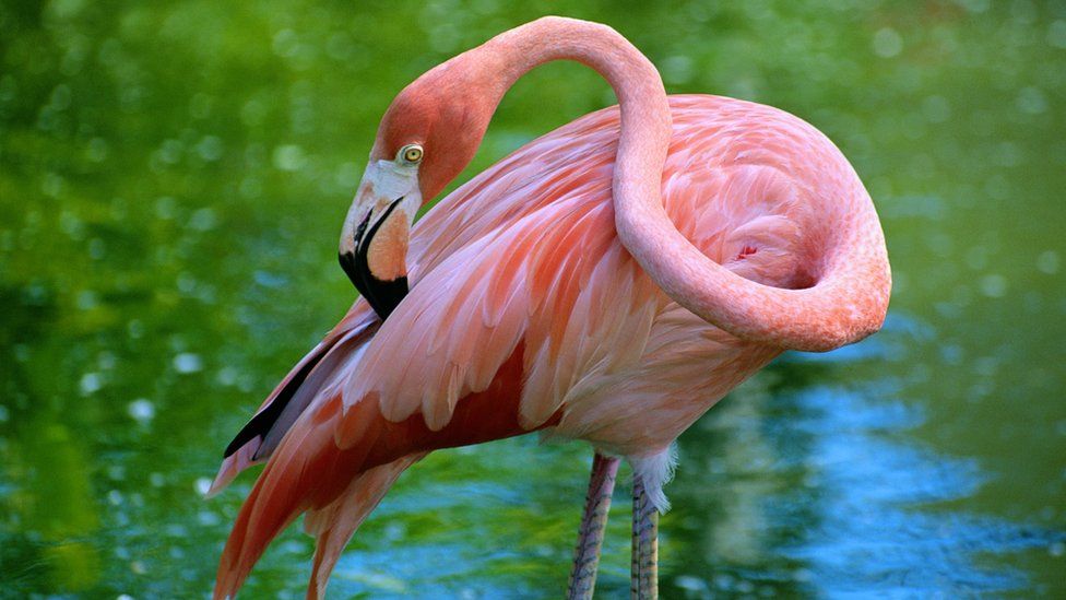 A Mexican flamingo, pink, in water