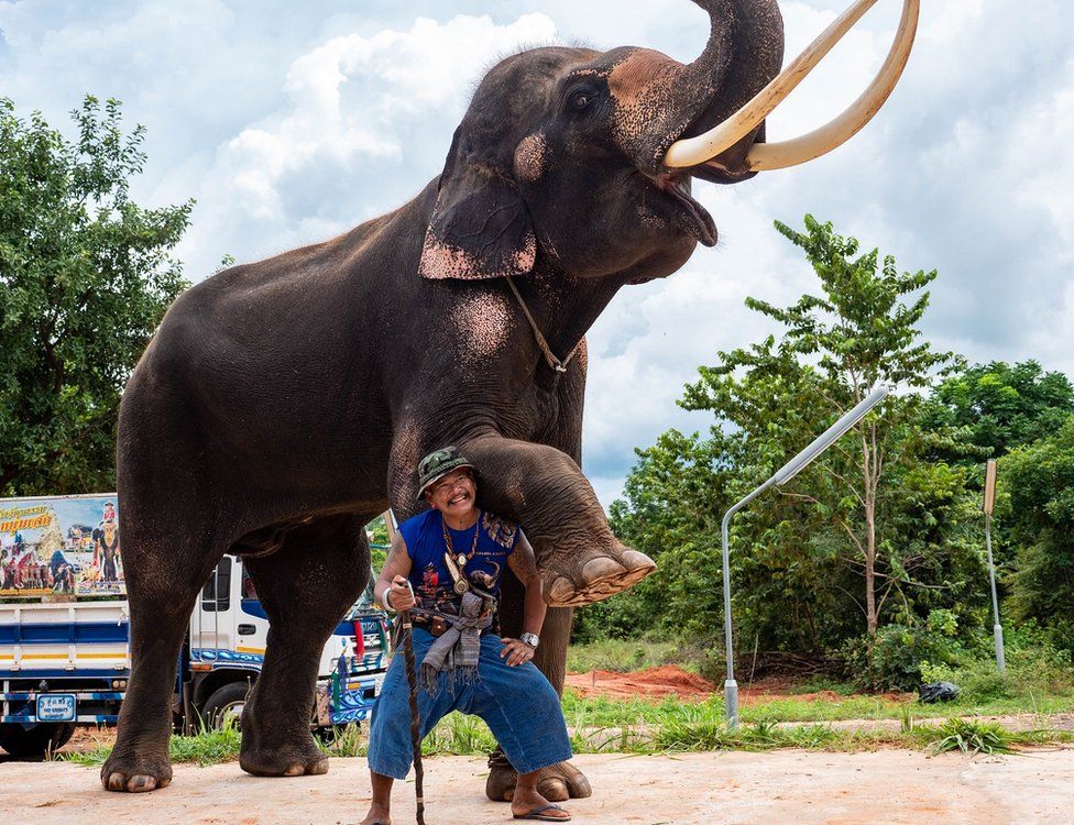 18-year-old Kwanmueang and his mahout Lek
