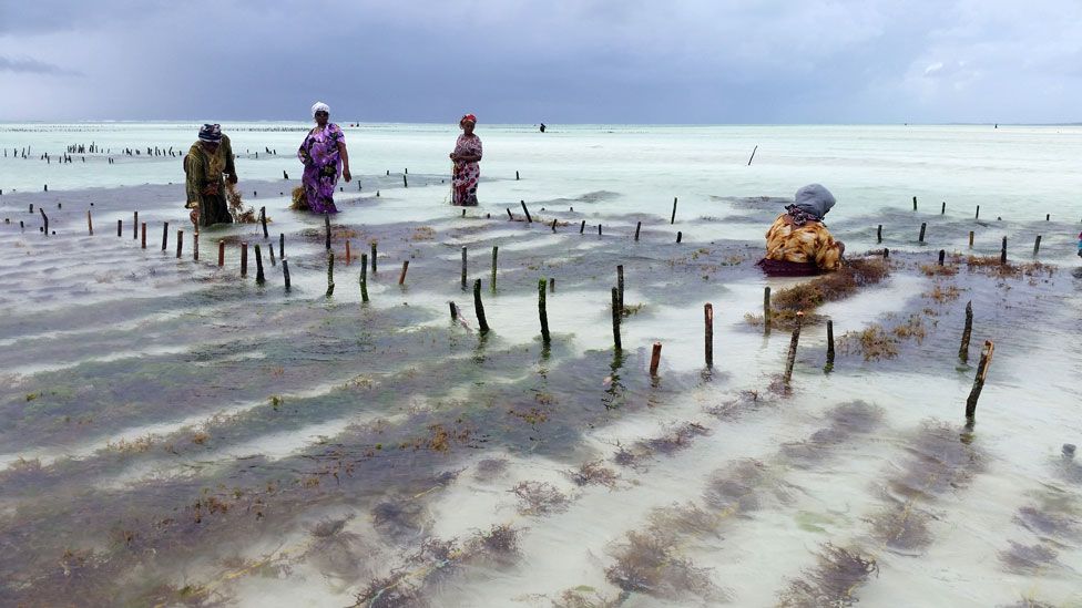 Women farming seaweed