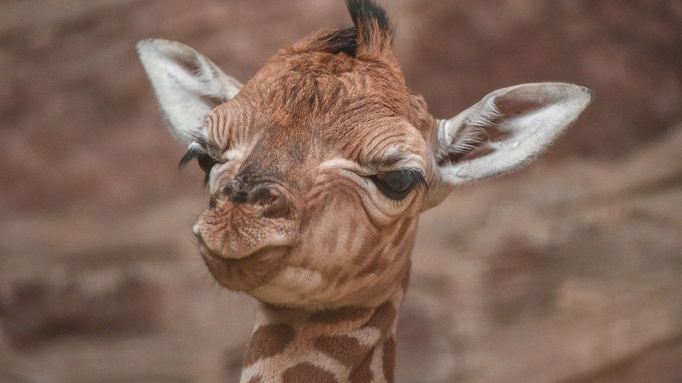 close up of giraffe's face