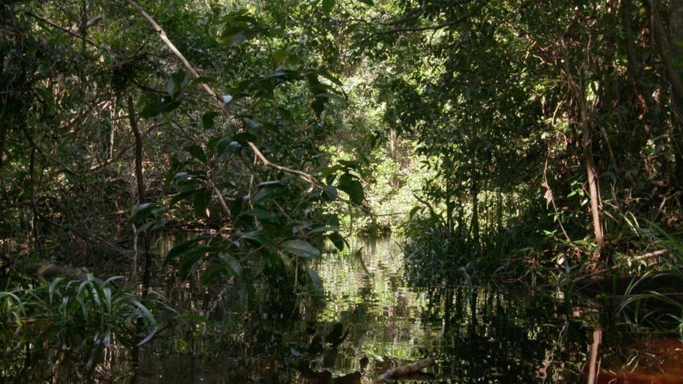 Forests in Ketapang, Indonesia