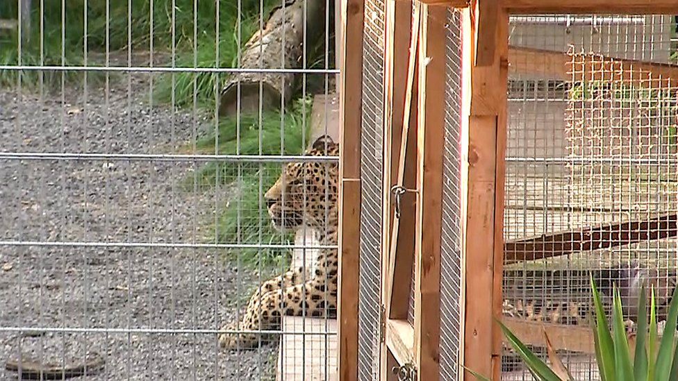 A leopard lies in its enclosure in Nebra
