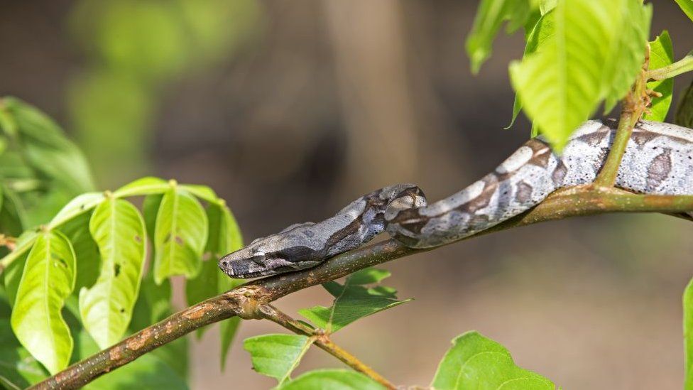 A boa constrictor on a branch