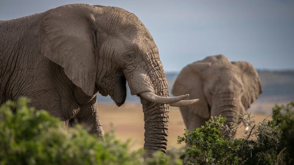 Ivory Seized Decades Ago Still Turning Up In Raids BBC News    127227784 Gettyimages 1370740880 