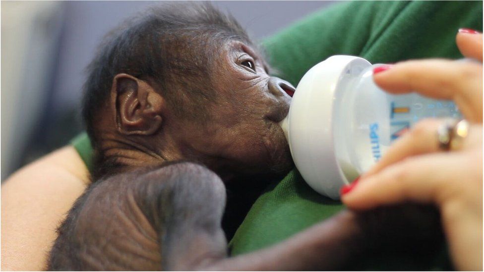 Baby gorilla feeding