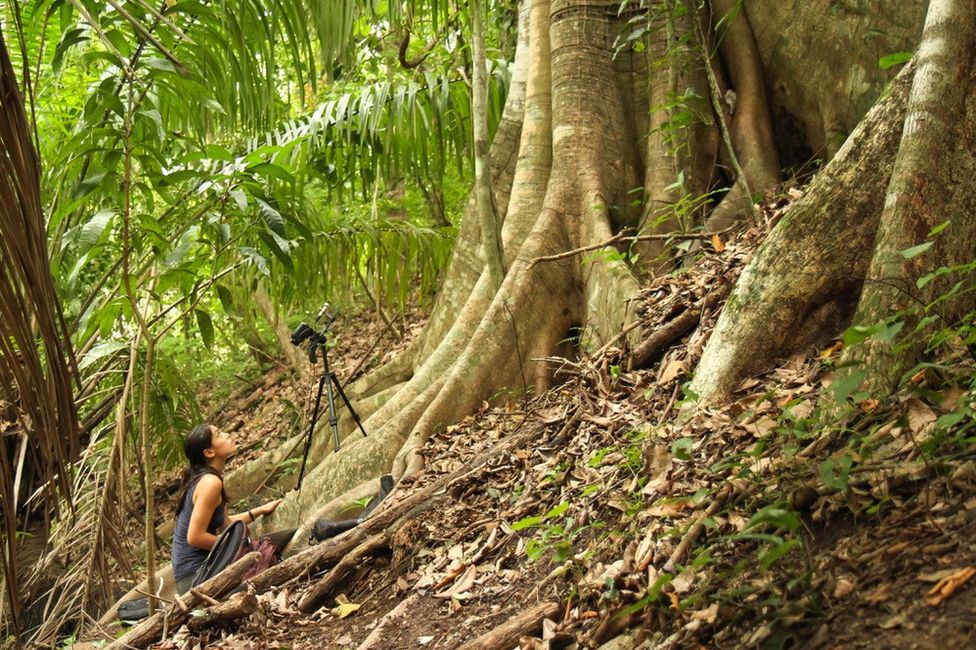 Dr Fernandez recording babbling of wild Saccopteryx bilineata pups in their day-roost in Costa Rica