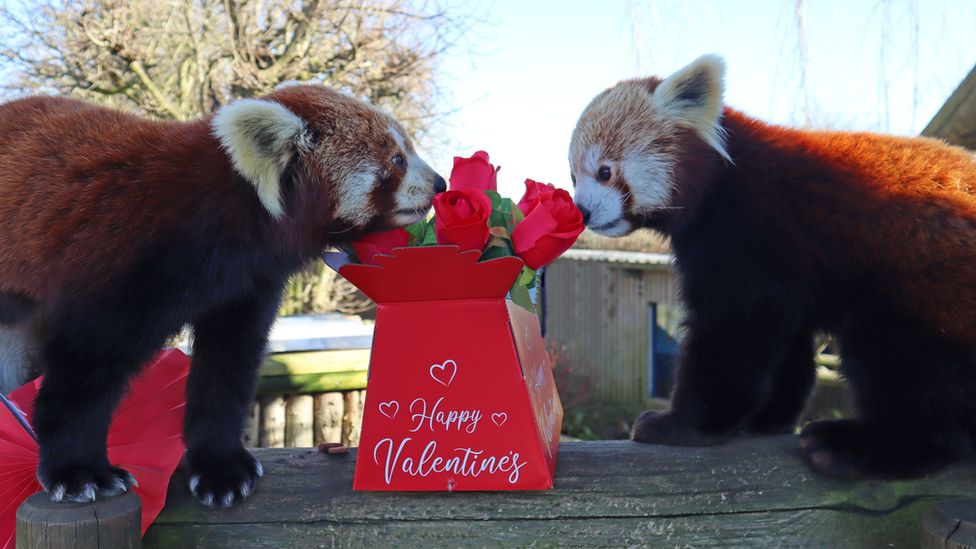 Red pandas Maja and Mulan sniffing their Valentine's Day roses