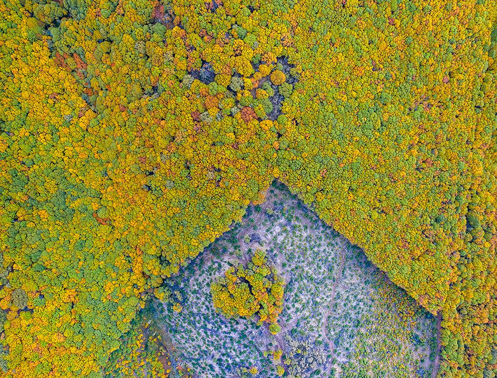 Une vue aérienne d'une technique de gestion forestière dans la Sierra de Béjar, Salamanque, Espagne