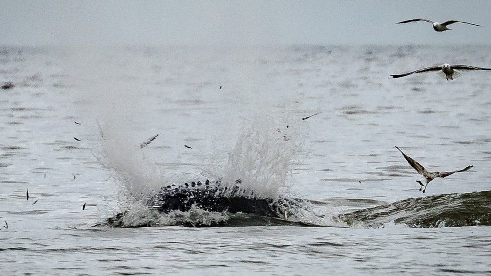A humpback splashed through surface