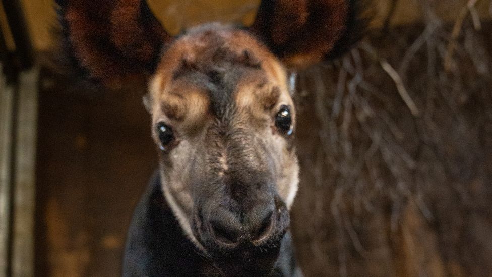 Okapi calf