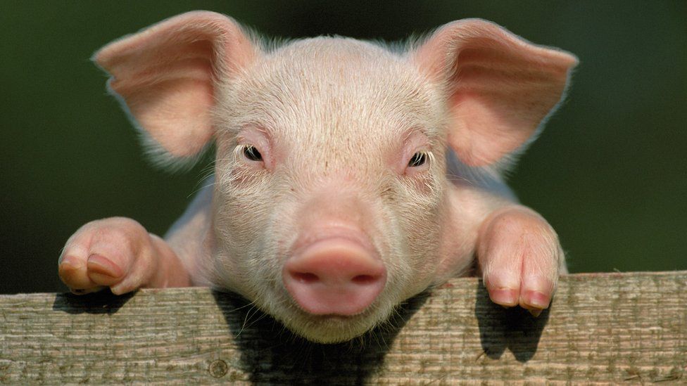 Scotland needs more pig farmers bbc news