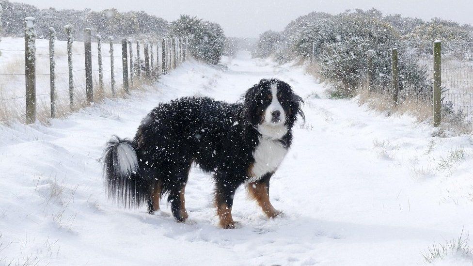 dog in snow in Tain