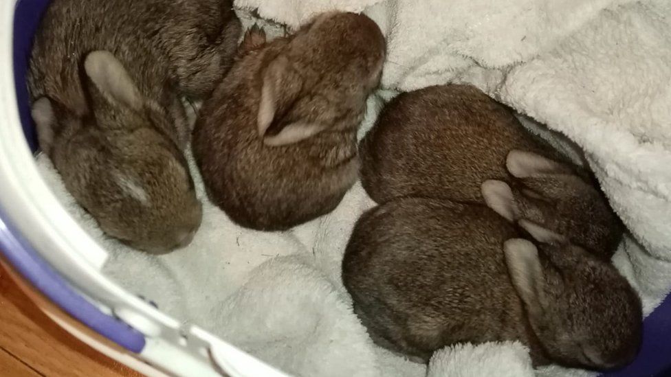 Rescued bunnies