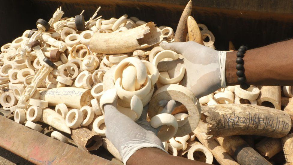 Ivory seized from wildlife traffickers.