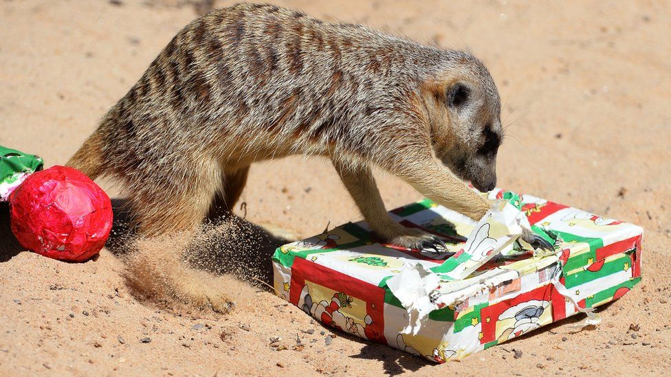 A meerkat unwraps a Christmas present.