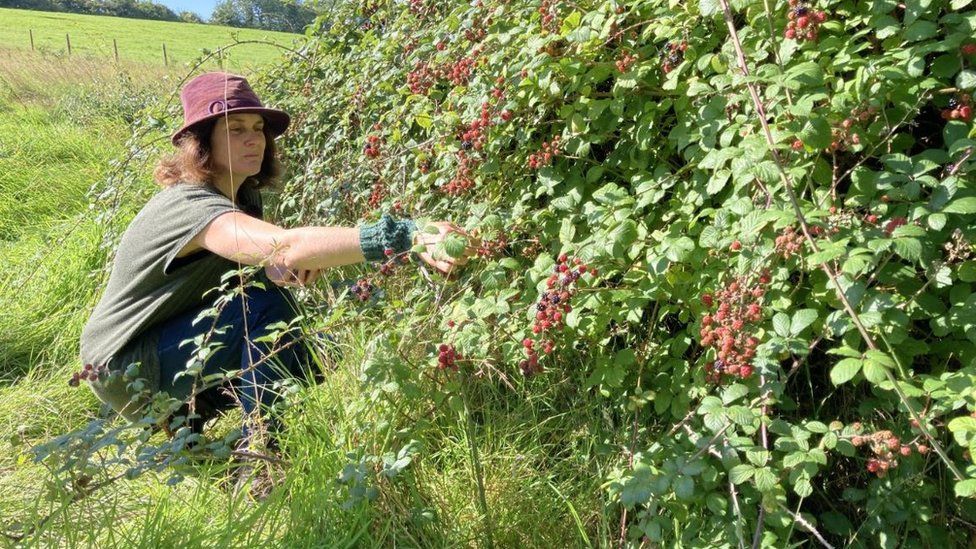 A woman foraging for blackberries