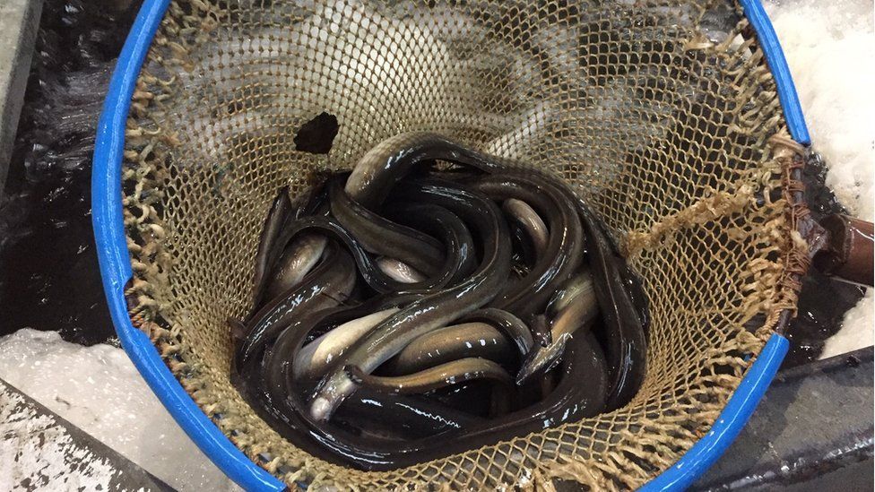 Eels in a net