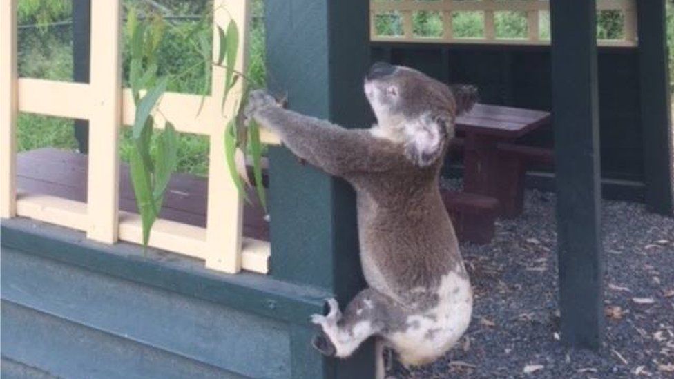 A koala found screwed to a wooden shelter in Queensland, Australia