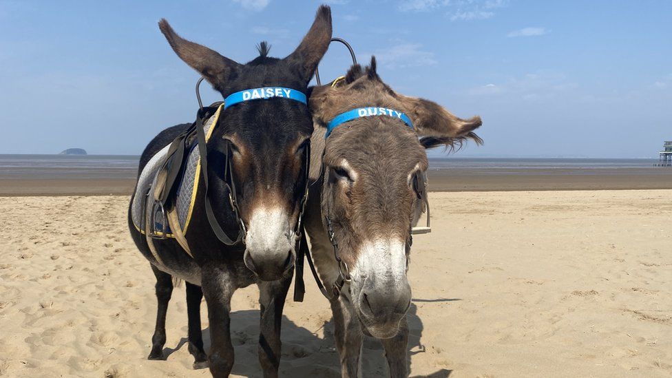 Donkeys on the beach at Weston-super-Mare