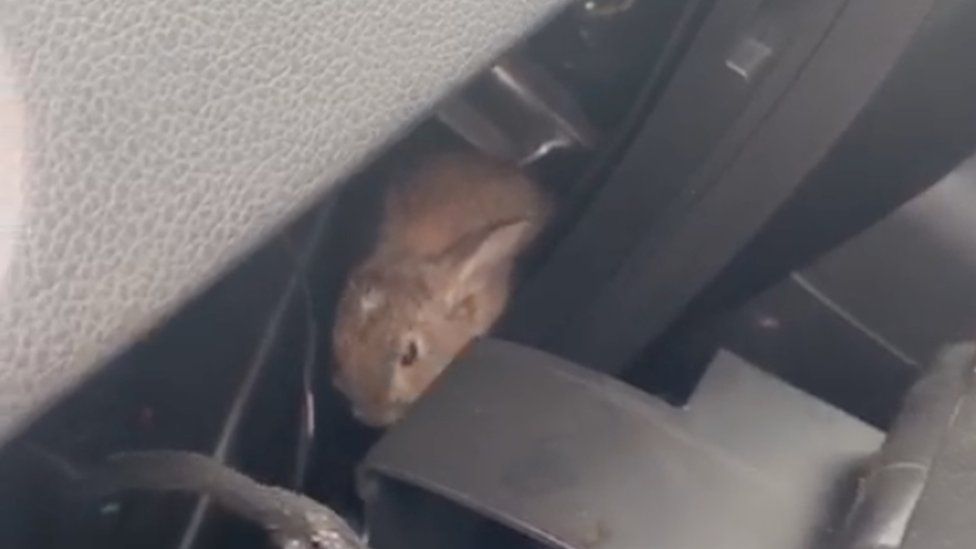 Rabbit in car