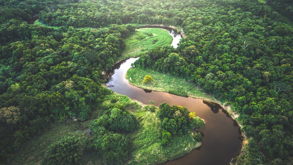 The Amazon has some of the world's most precious plant diversity