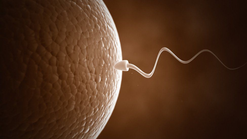 Sperm meets egg