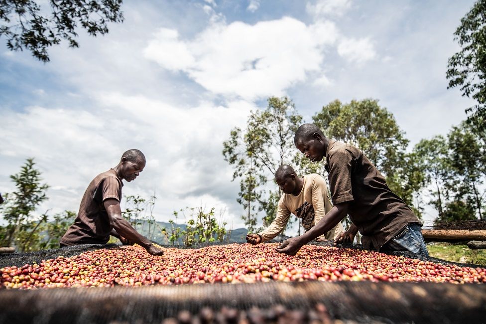 Marketing manager Jacques Semandwa in the middle, 40, sorting coffee beans with other ex-fighters in Idjwi. 14th April 2022.