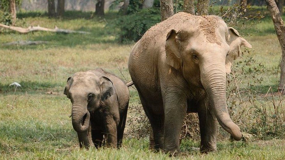 A baby elephant and its mum walking in grass