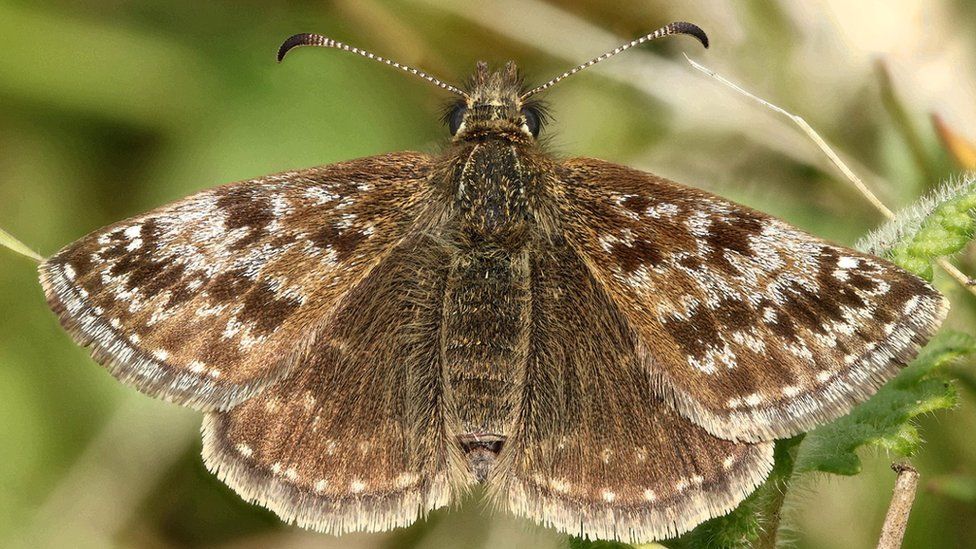 The Dingy Skipper