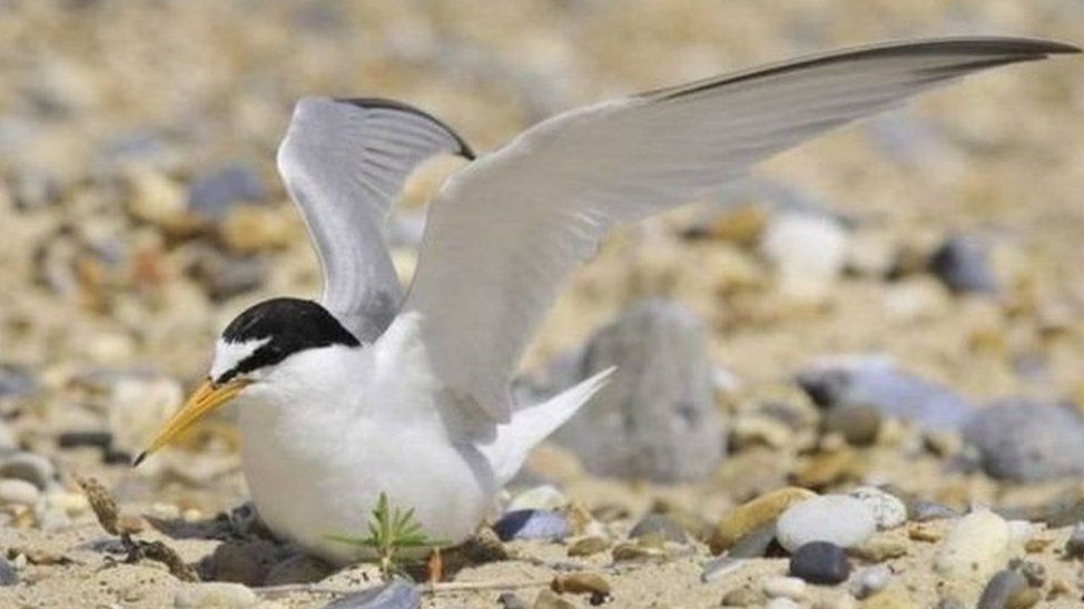 Conservationists are concerned about the declining number of little terns returning to Norfolk