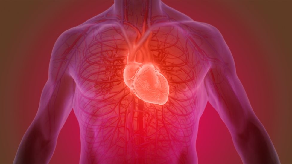 3D image of human heart anatomy