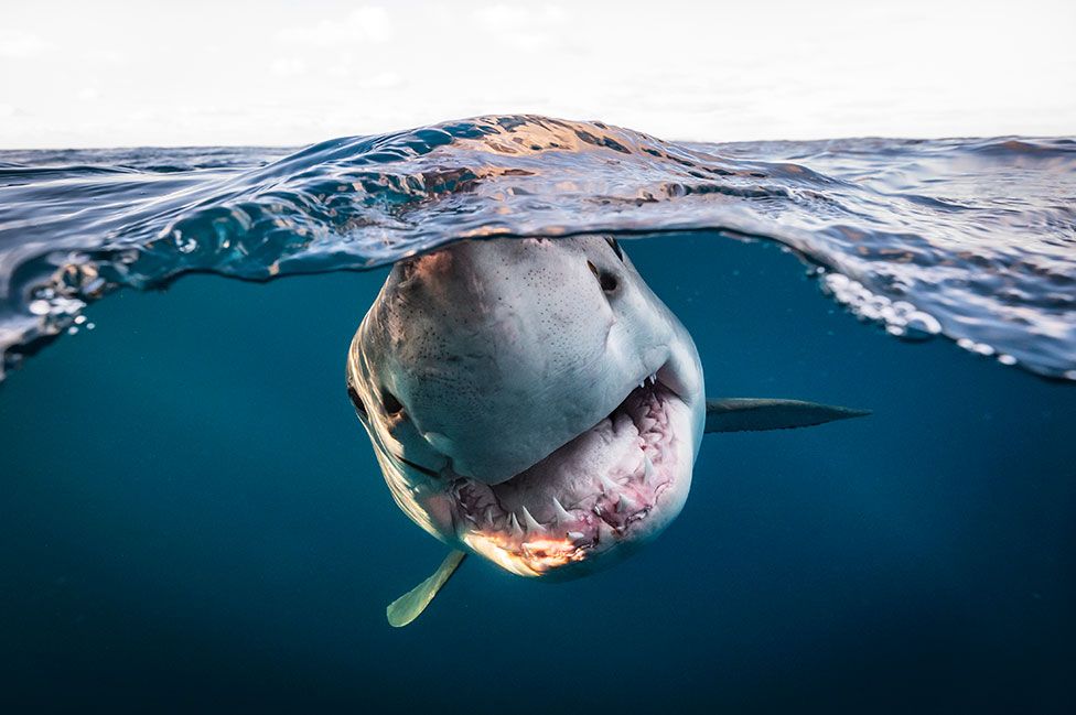 A Great White shark swims in the sea in Australia