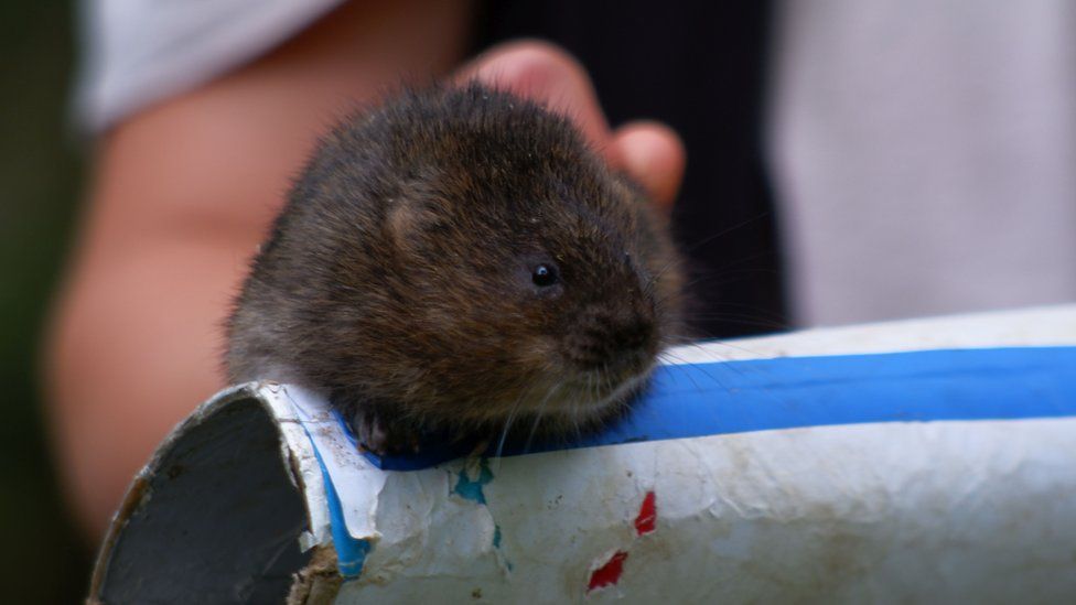 Water Vole at Woodhall Estate