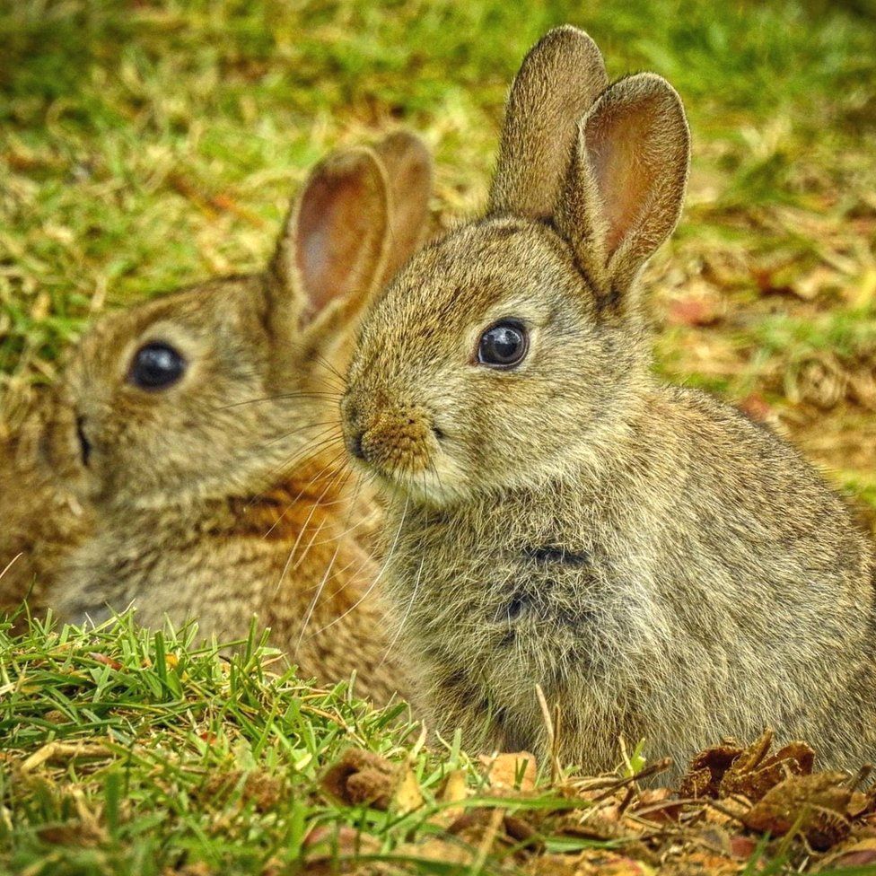 _112824094_bunnies.jpg