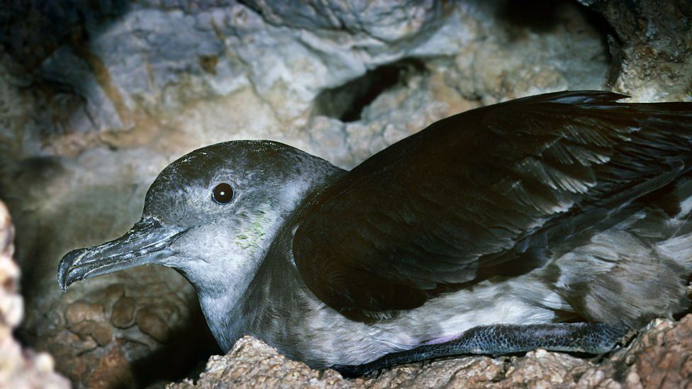 Manx Shearwater (Puffinus puffinus) nesting in cave, UK. (Photo by: Arterra/Universal Images Group via Getty Images)