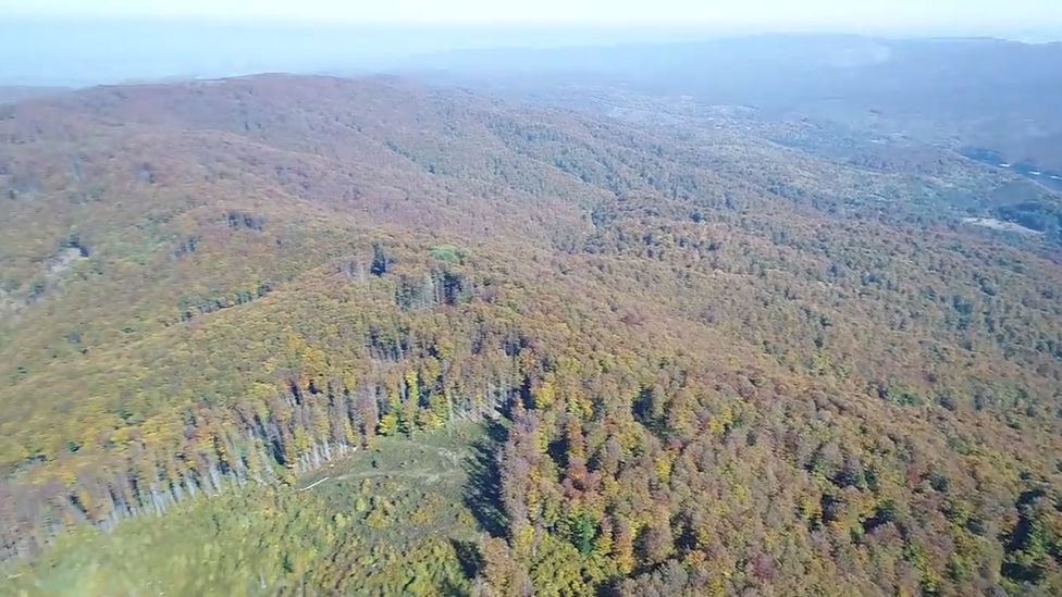 Drone footage of illegal logging in Romanian national park