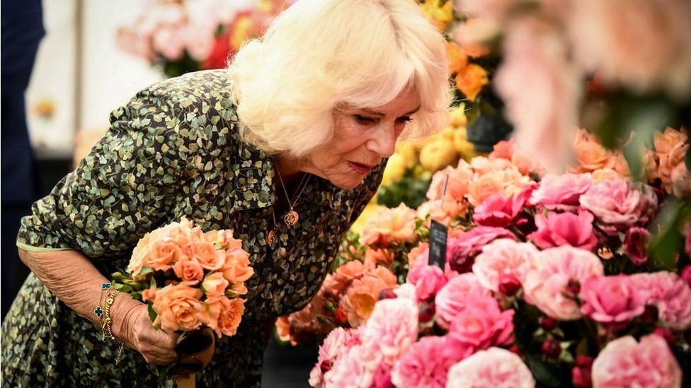 Queen Camilla looks at flowers during a visit to the Sandringham Flower Show