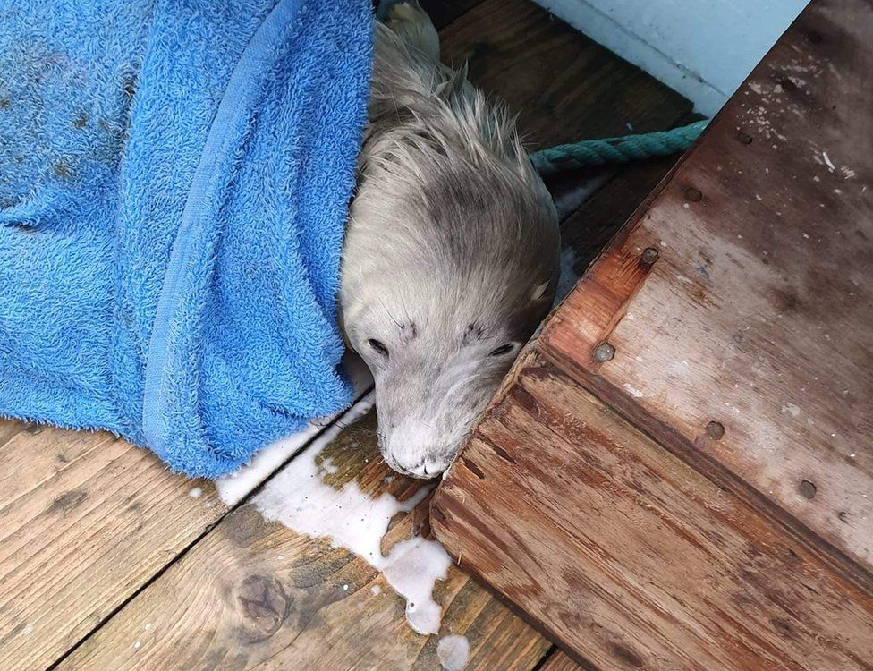 Rescued seal