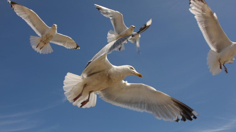 Seagulls in flight in Folkestone, Kent