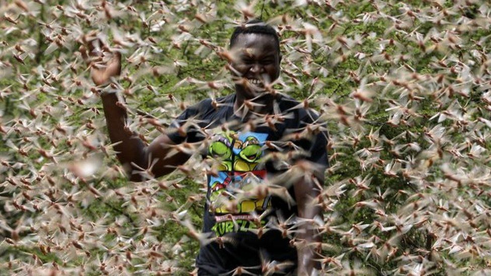 A man runs through a desert locust swarm