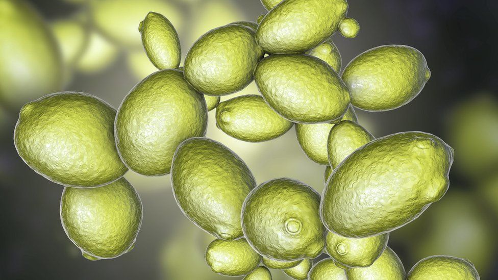 ¿Puede un hombre propagar una infección de levadura ¿Puede un hombre propagar una infección de levadura