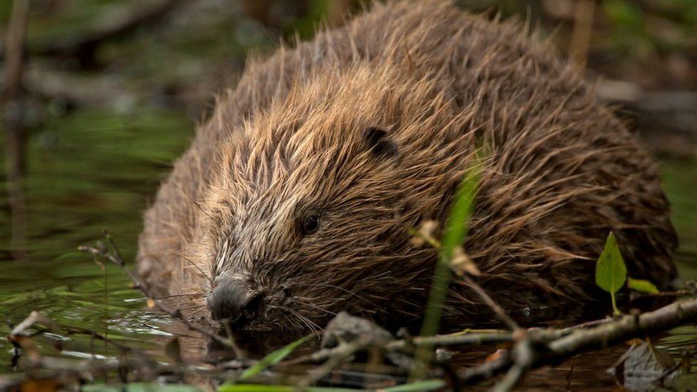 Beaver family complete move from Tayside to Loch Lomond - BBC News