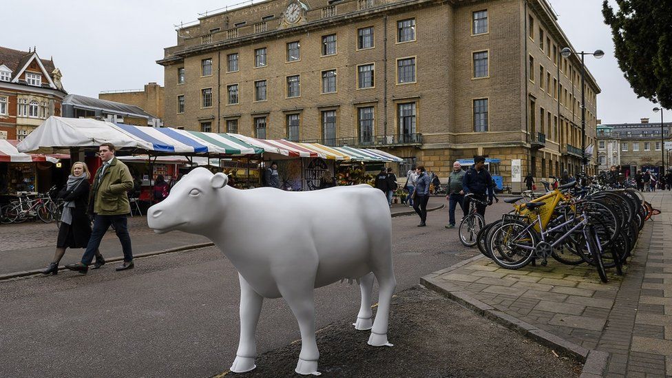 Cow sculpture in Cambridge