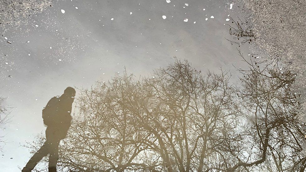 Tree reflected in a puddle