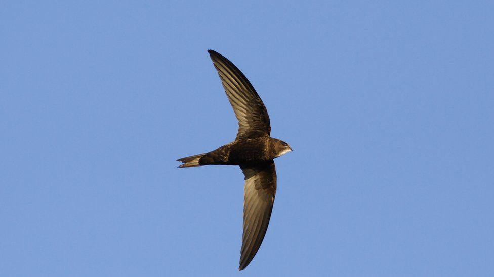 RSPB: Help needed to find swift nest sites in south Belfast - BBC News