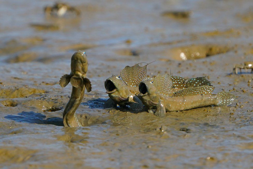Three mudskippers are seen in mud in Taiwan