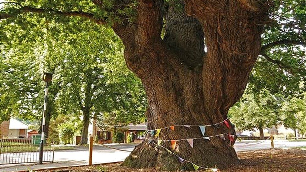 Grantham oak
