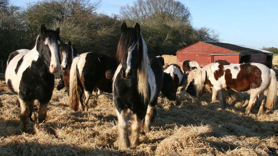 Hillside Animal Sanctuary